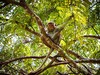 Sri_Lanka_opice_strom.jpg
